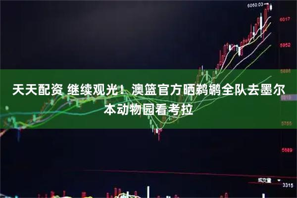 天天配资 继续观光！澳篮官方晒鹈鹕全队去墨尔本动物园看考拉